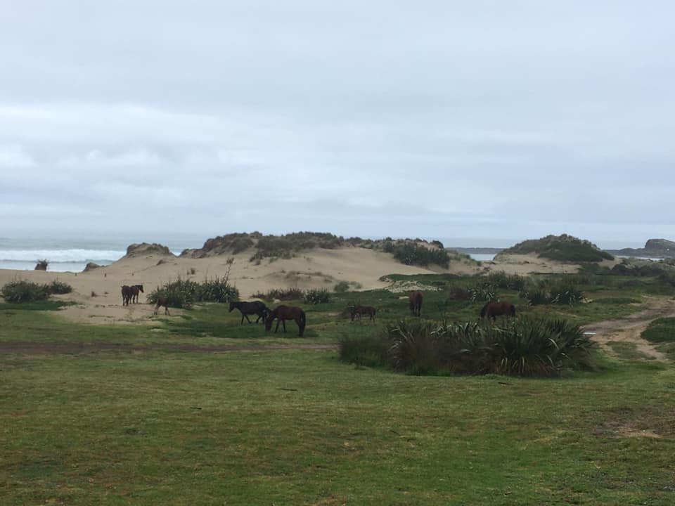 Read more about the article Day 3: Maunganui Bluff to Hukatere Lodge